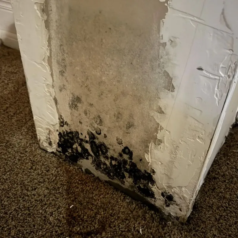 Professional Mold Removal in Antioch, IL